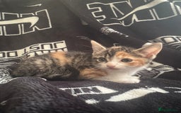 Mixed Breed cats for sale: Tabby/calico  - Image 4