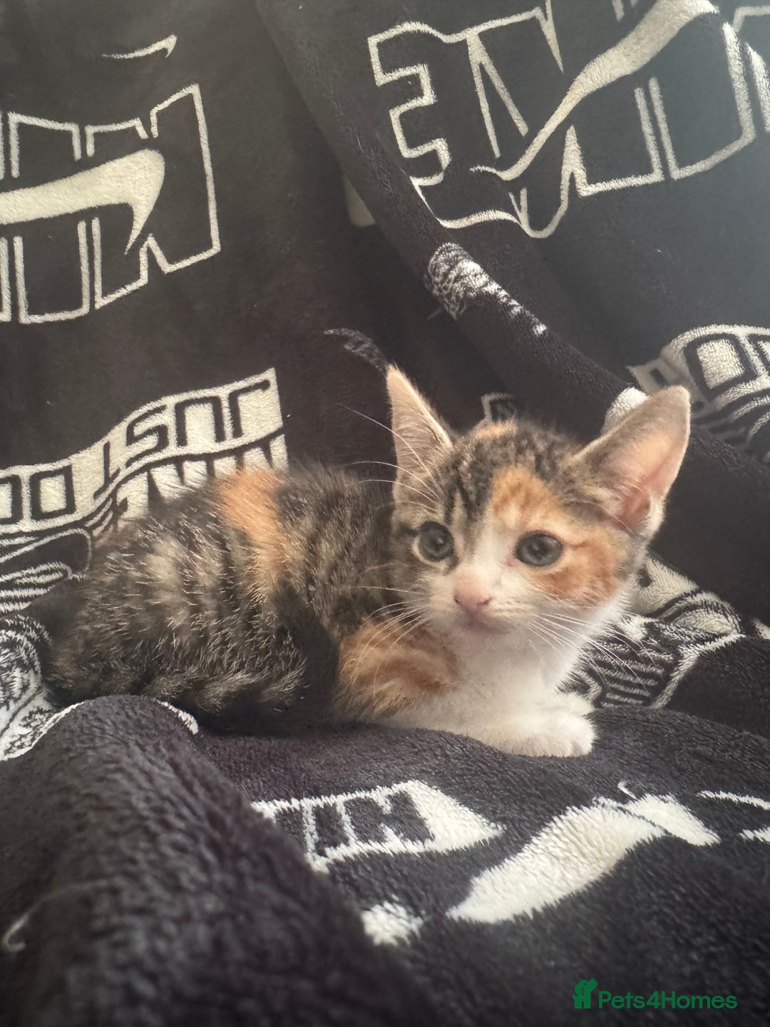 Mixed Breed cats for sale: Tabby/calico  - Image 4