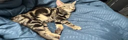 Bengal cats for sale: 13 week old lost and found kitten boy  in Cardiff - Advert 3