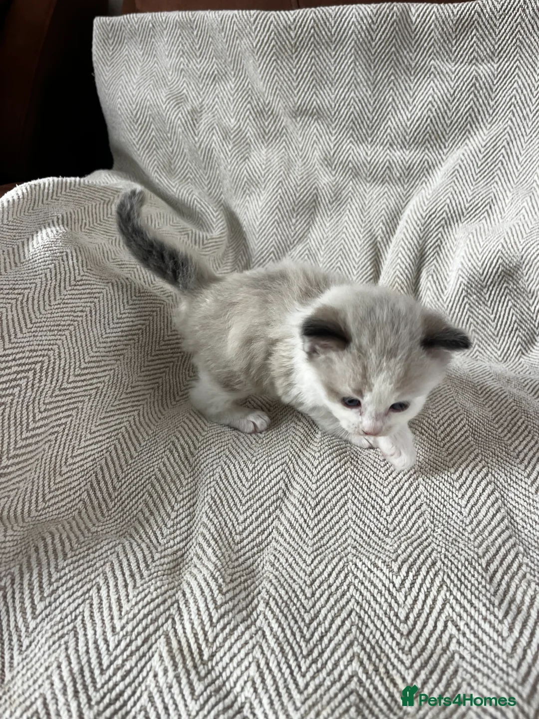 Ragdoll cats for sale: Beautiful main coon x ragdoll kittens  in Daventry - Advert 41