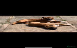 Staffordshire Bull Terrier dogs for sale: Stunning Red Staffy puppies KC top bloodlines - Image 37