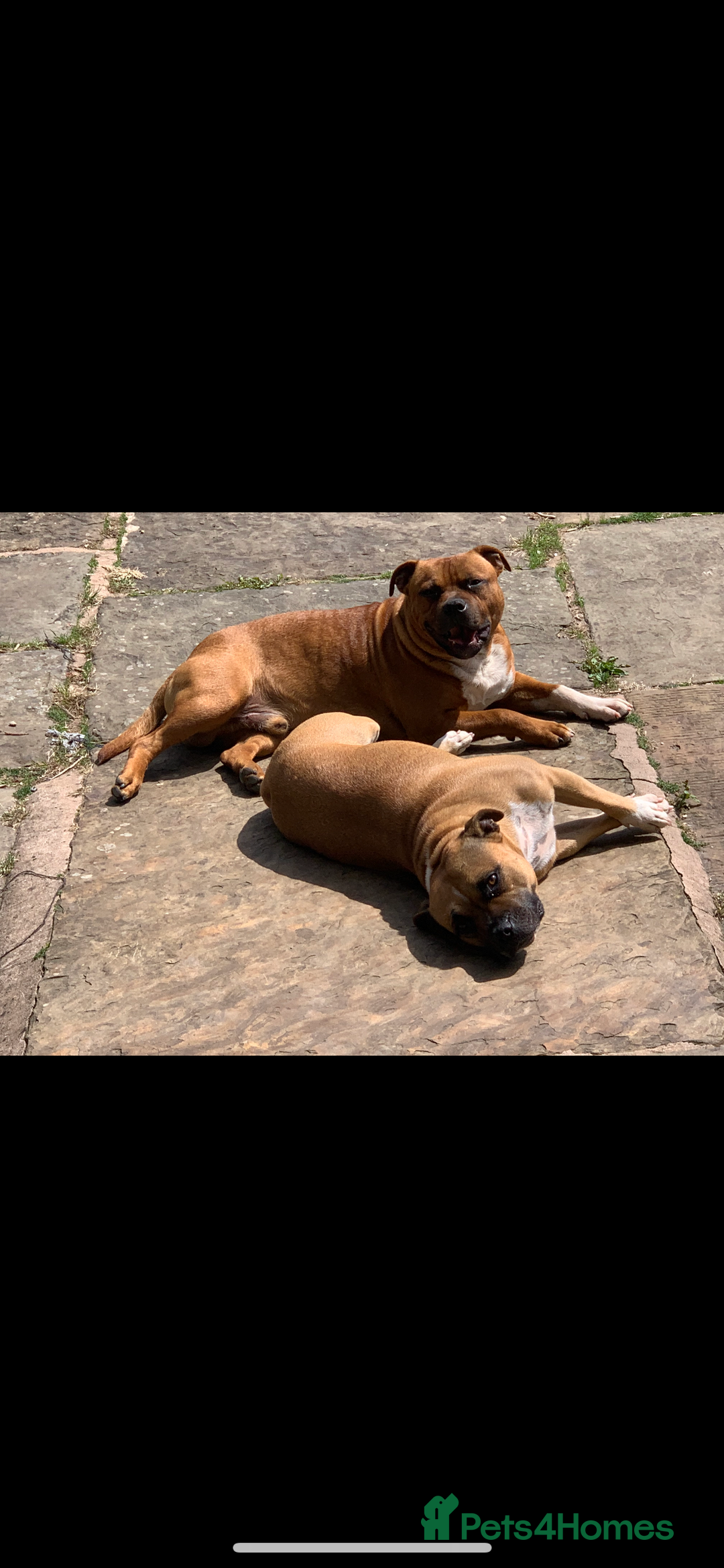 Staffordshire Bull Terrier dogs for sale: Stunning Red Staffy puppies KC top bloodlines - Image 37