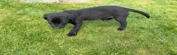 Labrador Retriever dogs for sale: 1 left boy Black Labrador Puppy for sale Cornwall  - Advert 9