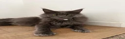 Mixed Breed cats for sale: Maine Coon  in Gloucester - Advert 1