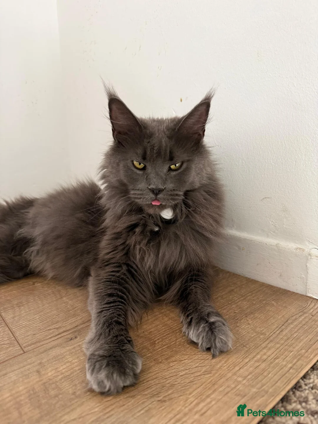 Mixed Breed cats for sale: Maine Coon  in Gloucester - Advert 1