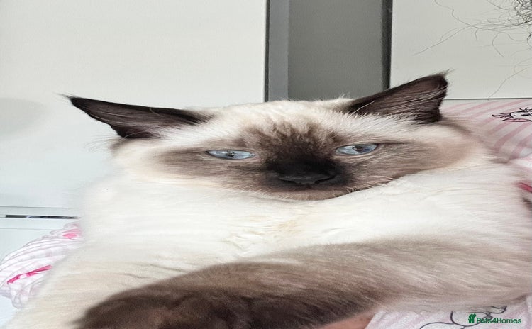 Ragdoll cats - Advert 9