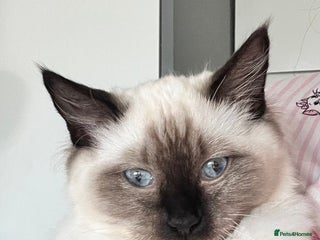 Ragdoll cats - Advert 9