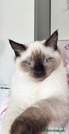 Ragdoll cats - Advert 4