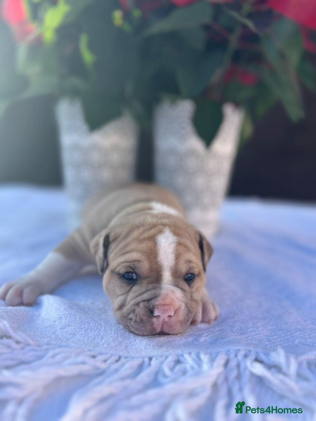 Mixed Breed dogs for sale: Old tyme bulldog x american bulldog puppies - Advert 10