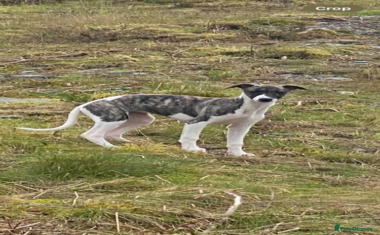 Whippet dogs - Advert 1