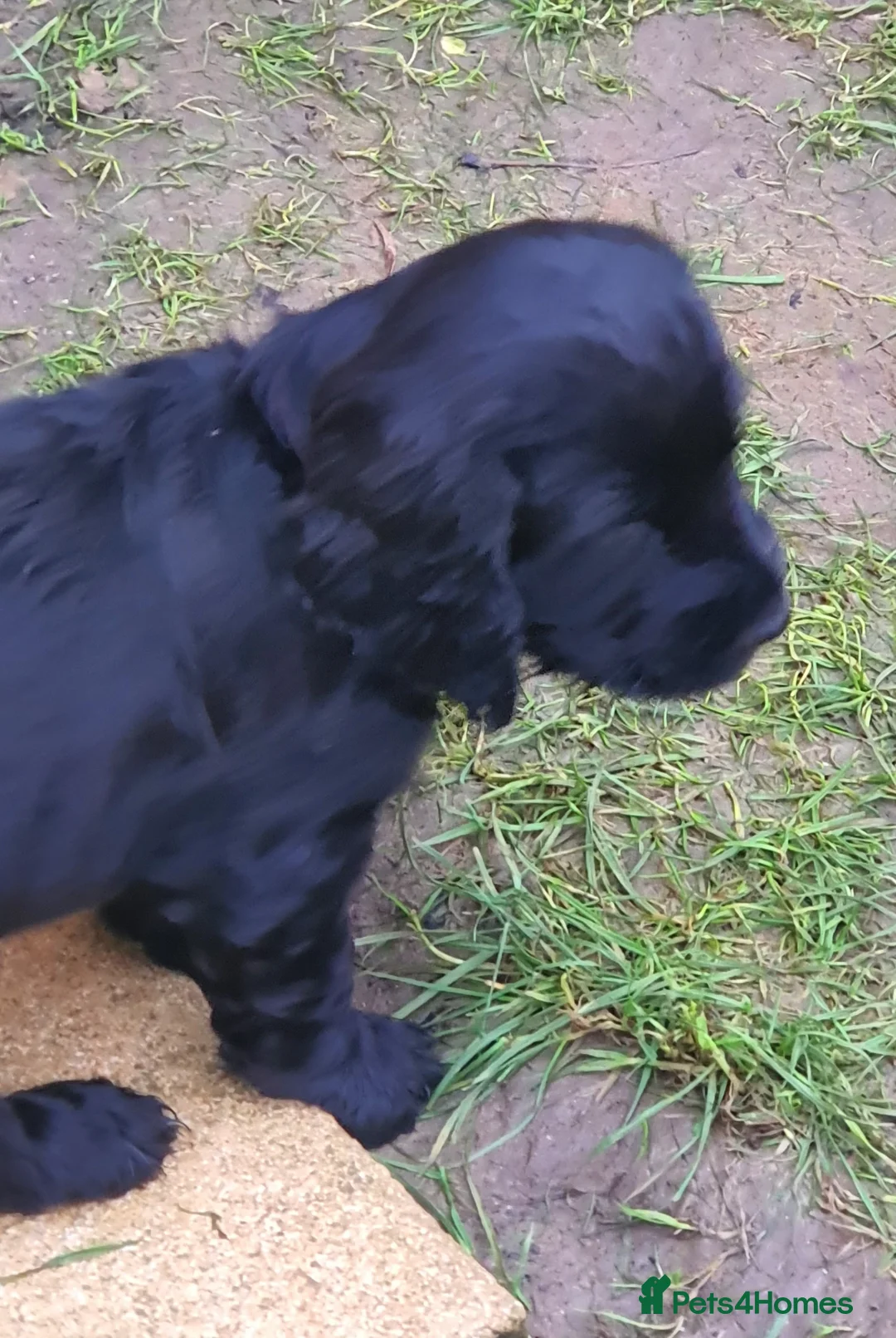 Cocker Spaniel dogs for sale: Gorgeous show cocker spaniel  - Advert 6