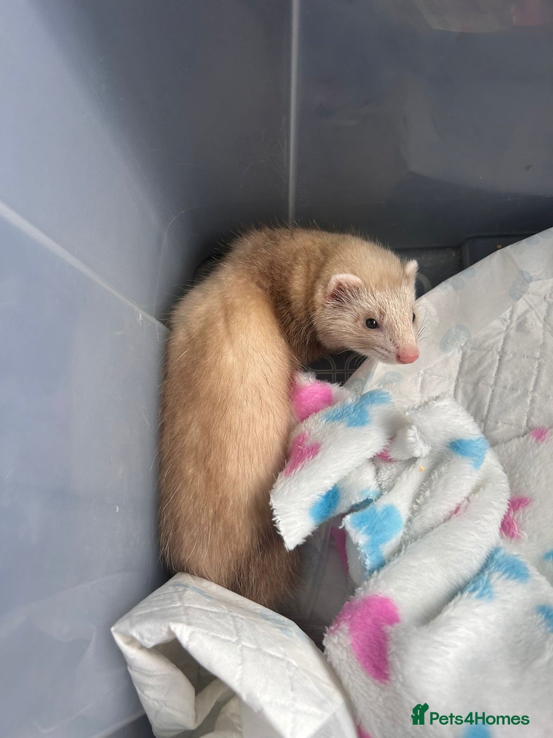 Ferret rodents for sale: Young adult female ferret  - Image 3
