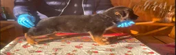 German Shepherd dogs for sale: Last Female Available Due To Cancellation KC Reg - Advert 3