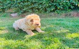 Cockapoo dogs for sale: 6 beautiful champagne and gold 🐶  - Image 12