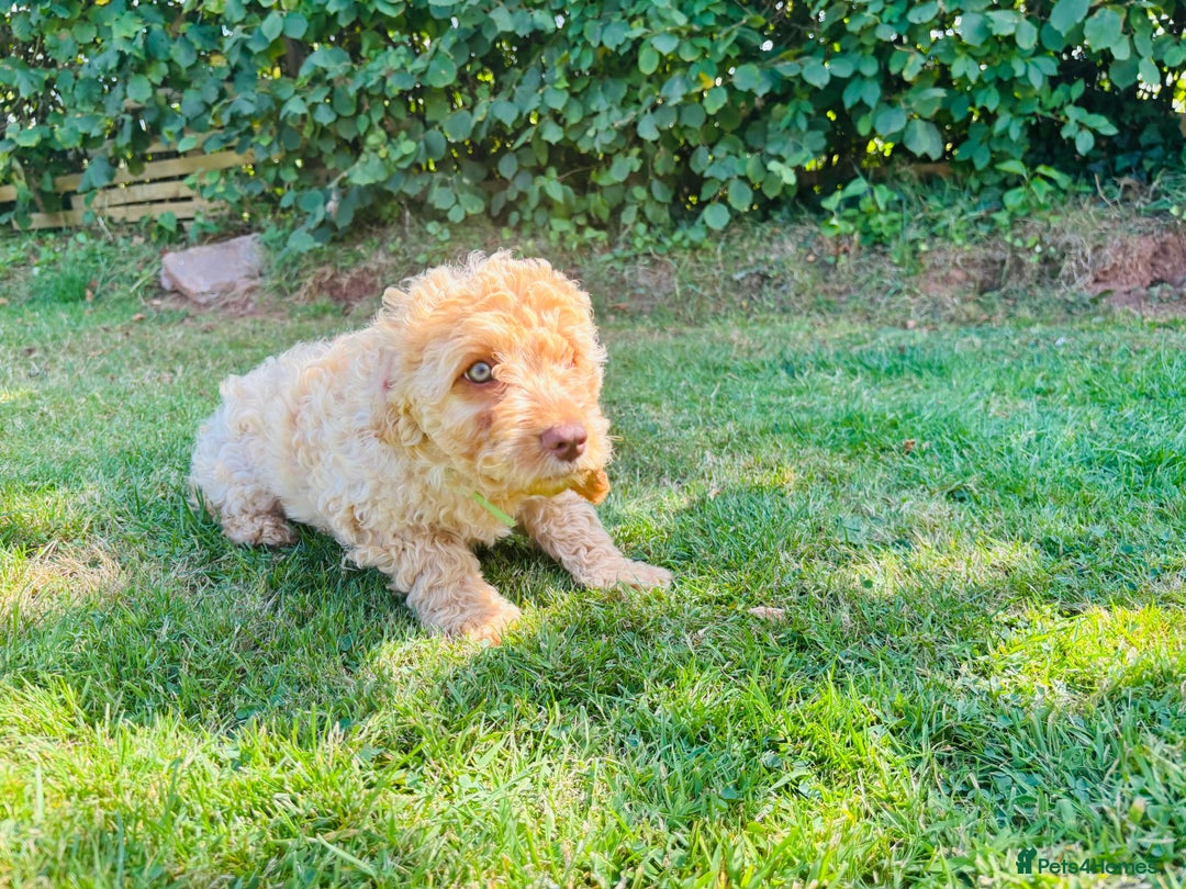 Cockapoo dogs for sale: 6 beautiful champagne and gold 🐶  - Image 12