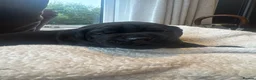 Cane Corso dogs for sale: Cane corso  - Advert 5