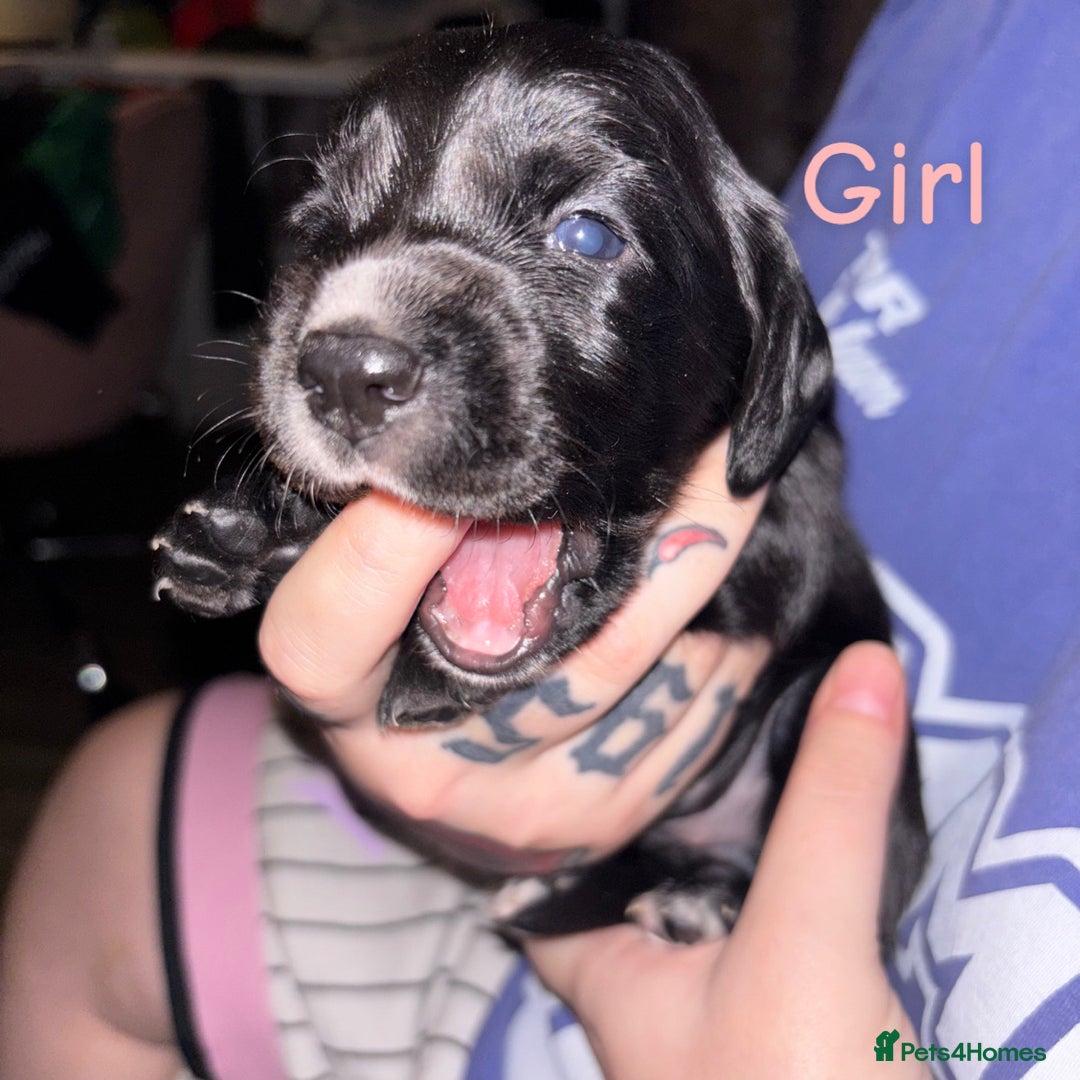 Cockerdor dogs for sale: Last 2 remaining cockerdors   - Advert 6