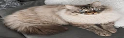 Siberian cats for sale: GCCF neva Champion bloodlines siberians - Advert 8