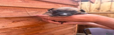 Whippet 3