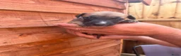 Whippet dogs for sale: Whippet pups for sale  - Advert 2