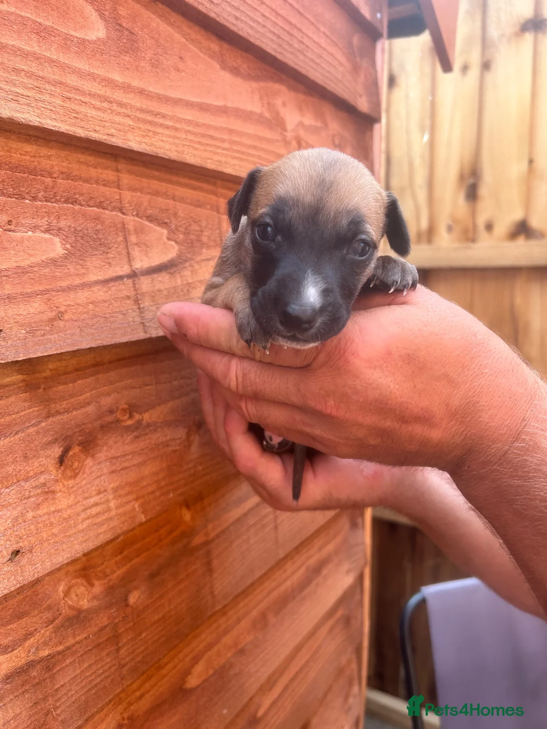 Whippet dogs for sale: Whippet pups for sale  - Advert 2