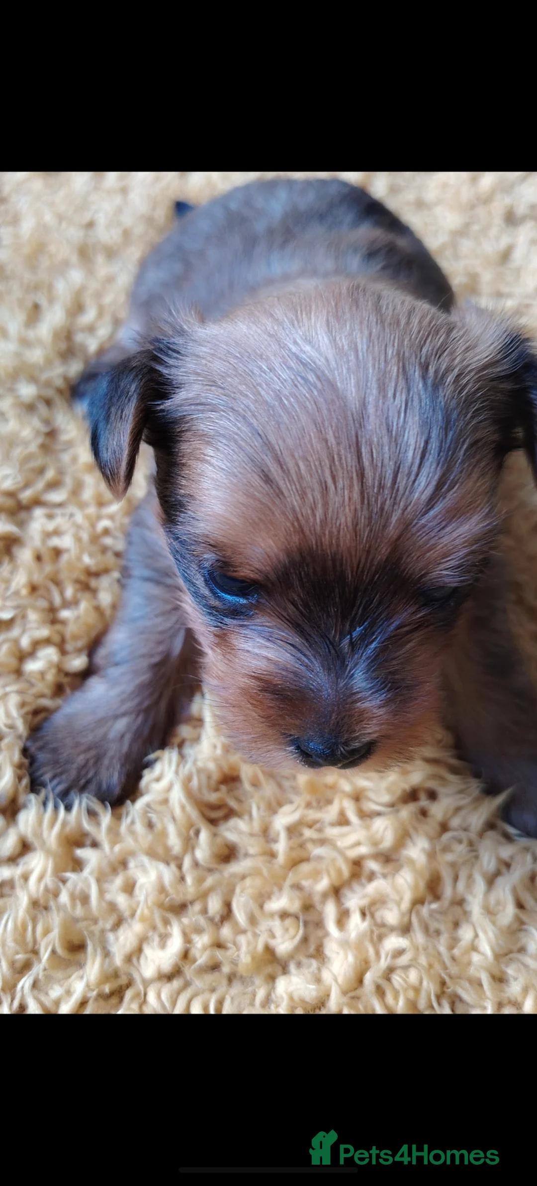 Yorkshire Terrier dogs for sale: Yorkshire Terrier Puppies - Advert 2