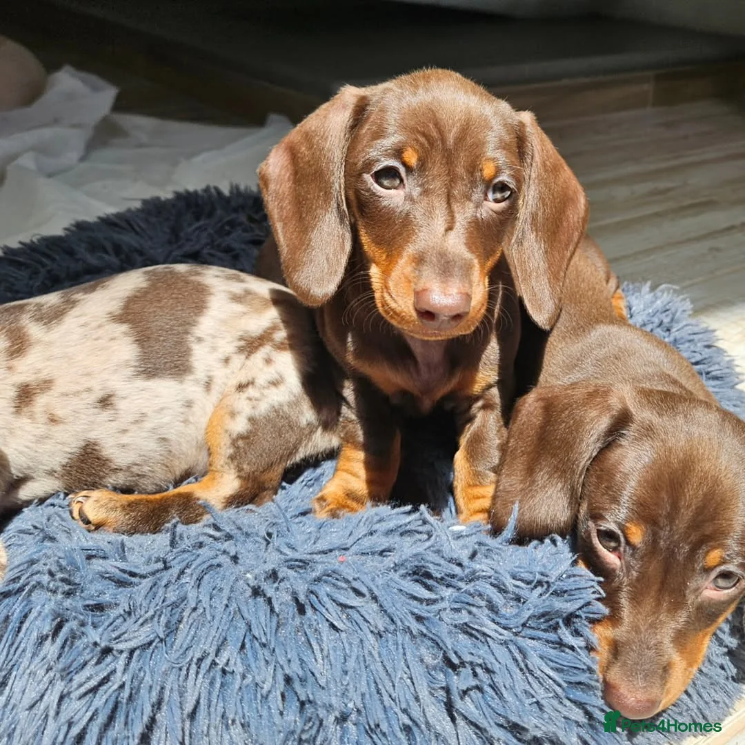 Miniature Dachshund dogs for sale: Adorable Miniature Dachshund Puppy - Chocolate  in London - Advert 2