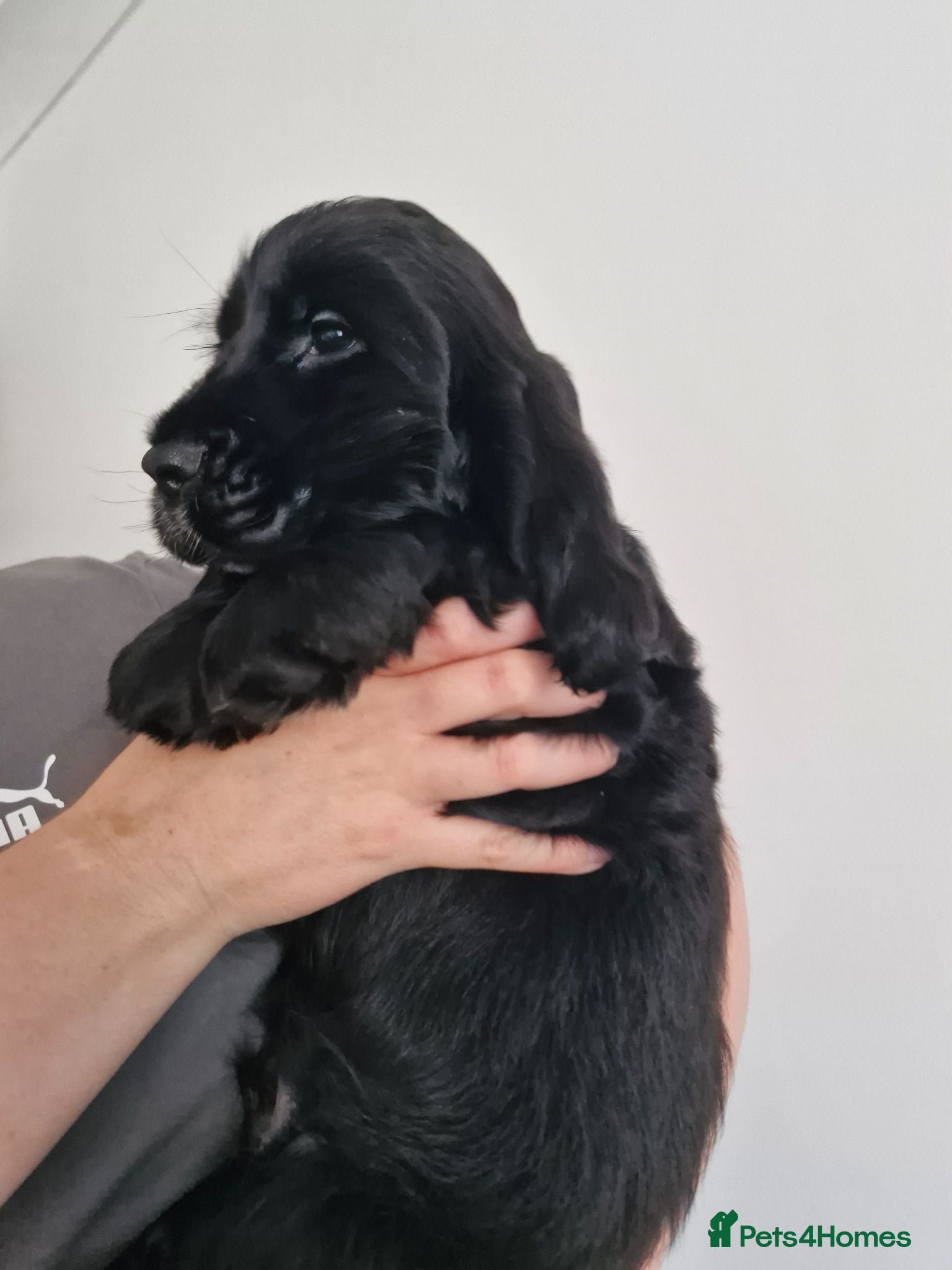 Cocker Spaniel dogs Show Type Cocker Spaniels Puppies - Advert 11