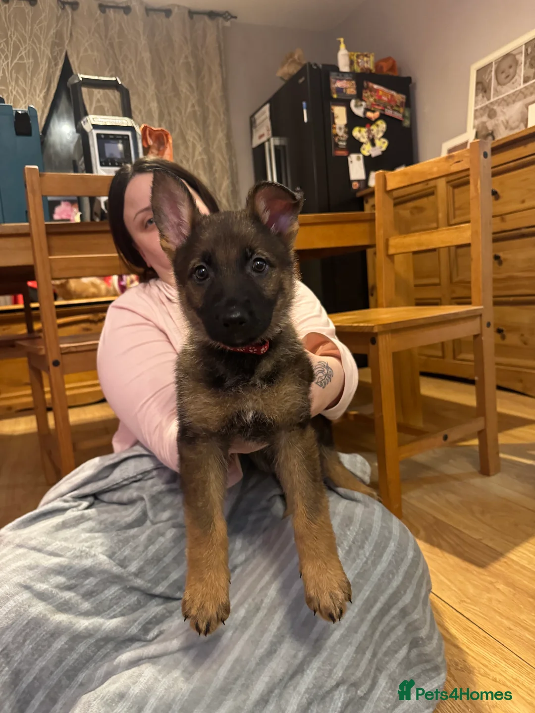 German Shepherd dogs for stud: Simba in Doncaster - Advert 30