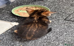 Bengal cats for sale: Bengal kittens Pure just born - Image 14