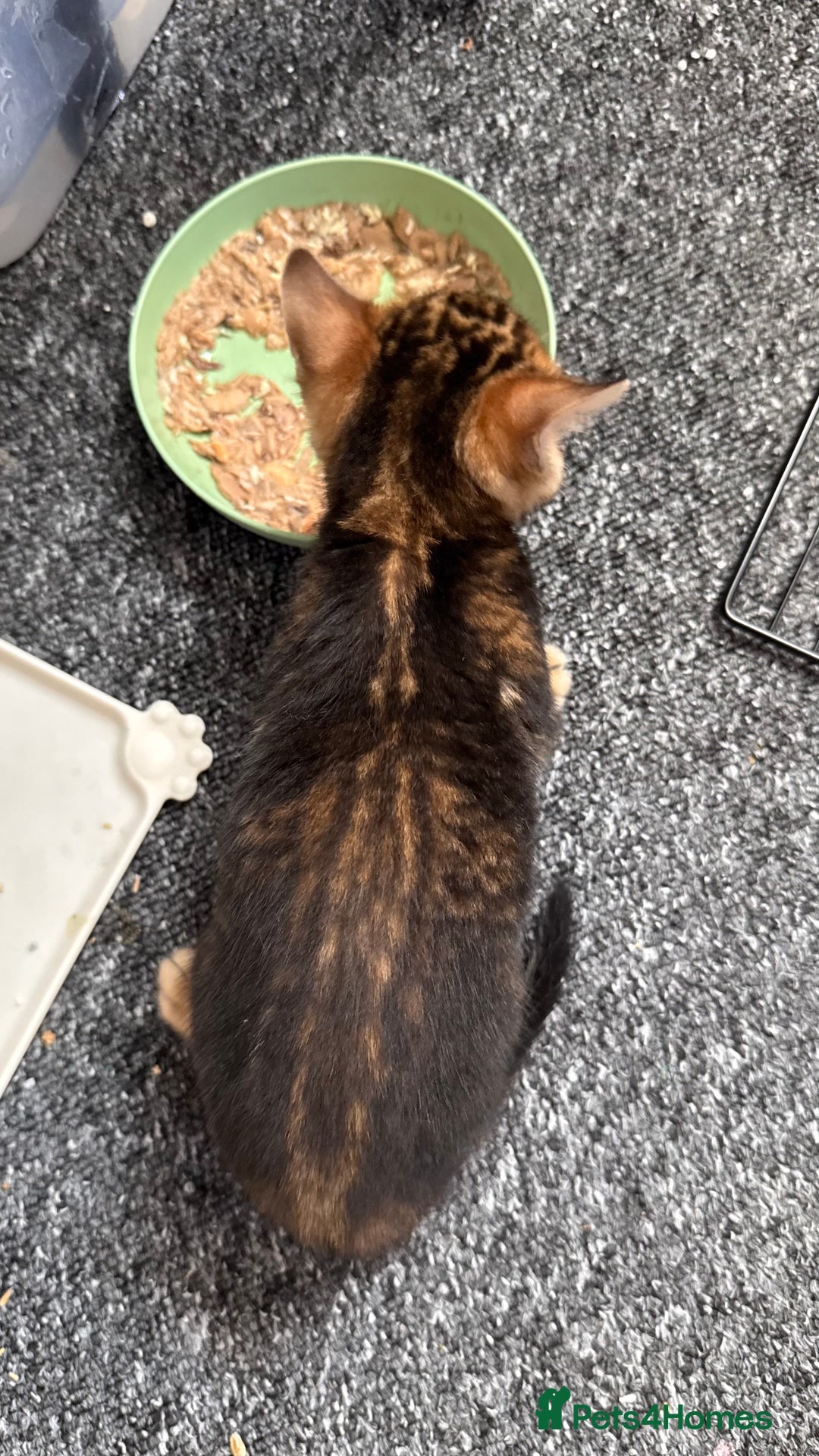 Bengal cats for sale: Bengal kittens Pure just born - Image 14