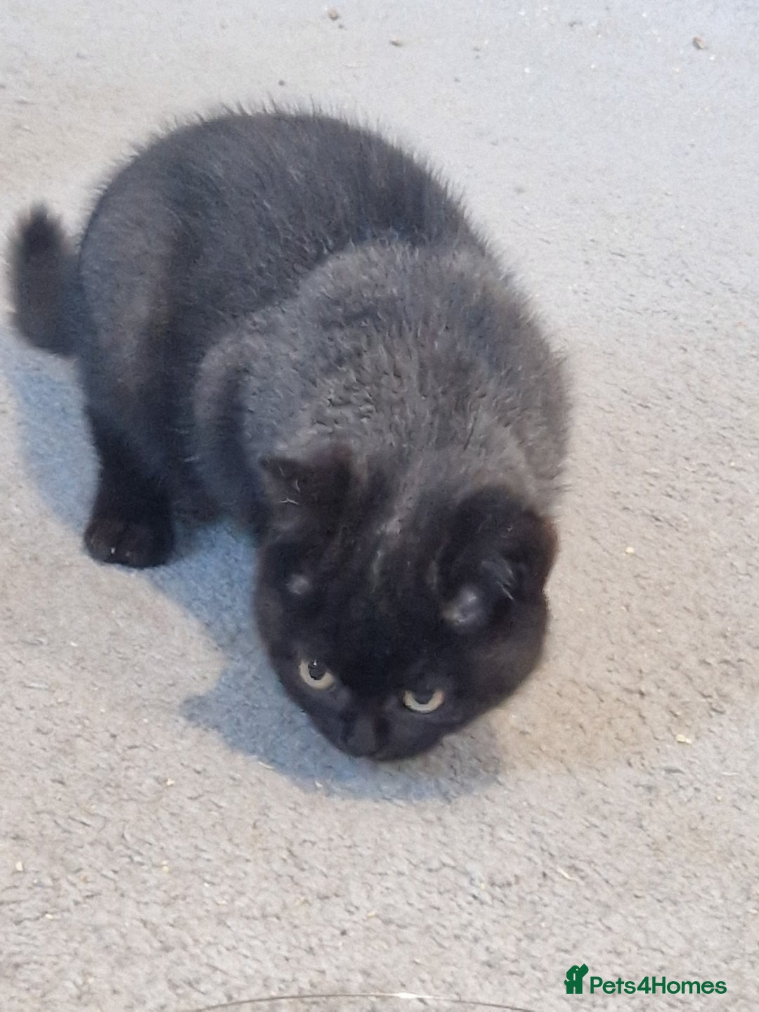 British Shorthair cats for sale: British Shorthair Kittens - Advert 12