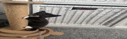 Mixed Breed cats for sale: Tuxedo short haired girls  - Advert 10