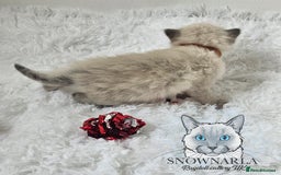 Ragdoll cats for sale: 3 Tica Boys Genetic test Certyficate HCM and PKD  - Image 28