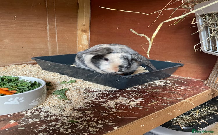 Mini Lop rabbits - Advert 2