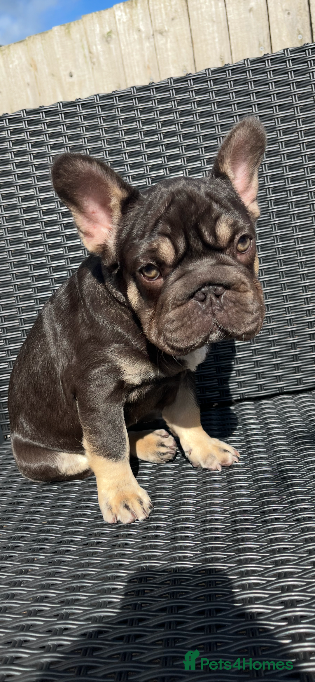 French Bulldog dogs for sale: Beautiful choc tan boy  - Advert 4