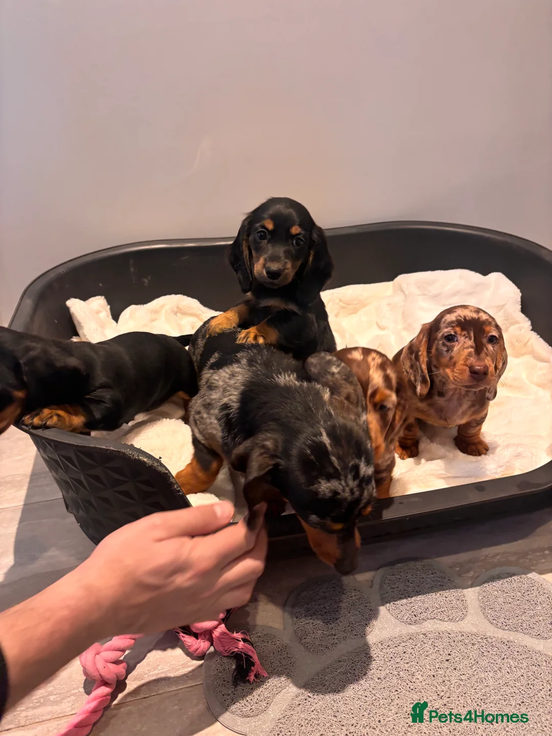 Miniature Dachshund dogs for sale: Miniature dachshund puppies - Advert 38