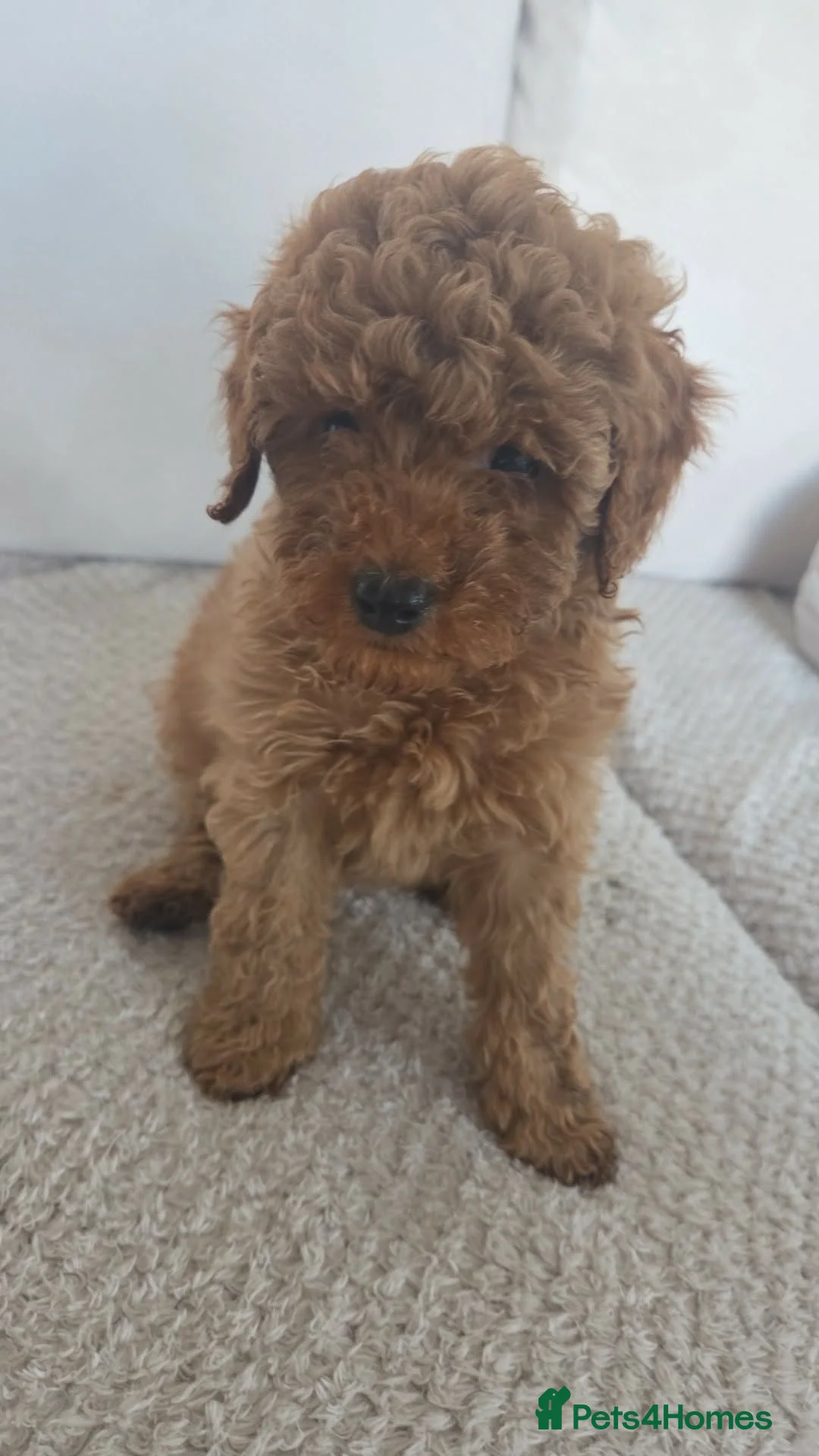 Poochon dogs for sale: 9 week old female poochon in Hereford - Advert 5