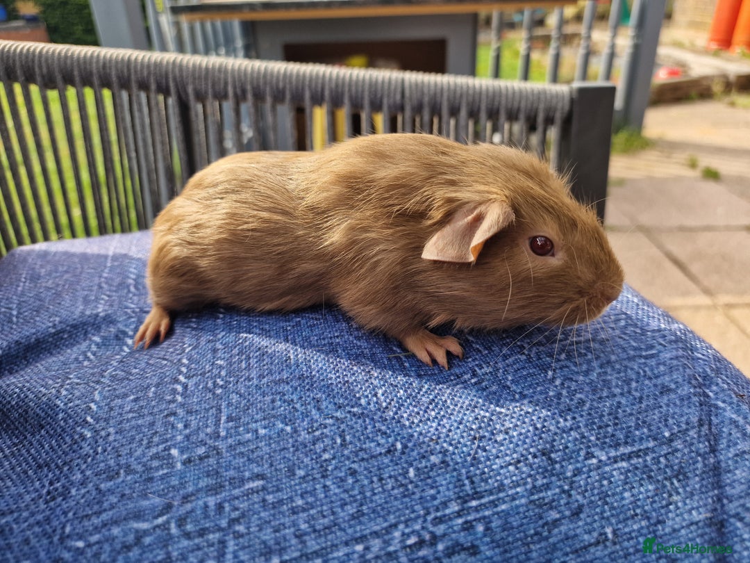 Guinea Pig rodents for sale: Male Guinea Pig for sale  - Image 3