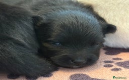 German Spitz dogs for sale: Black German Spitz Klein  - Image 2