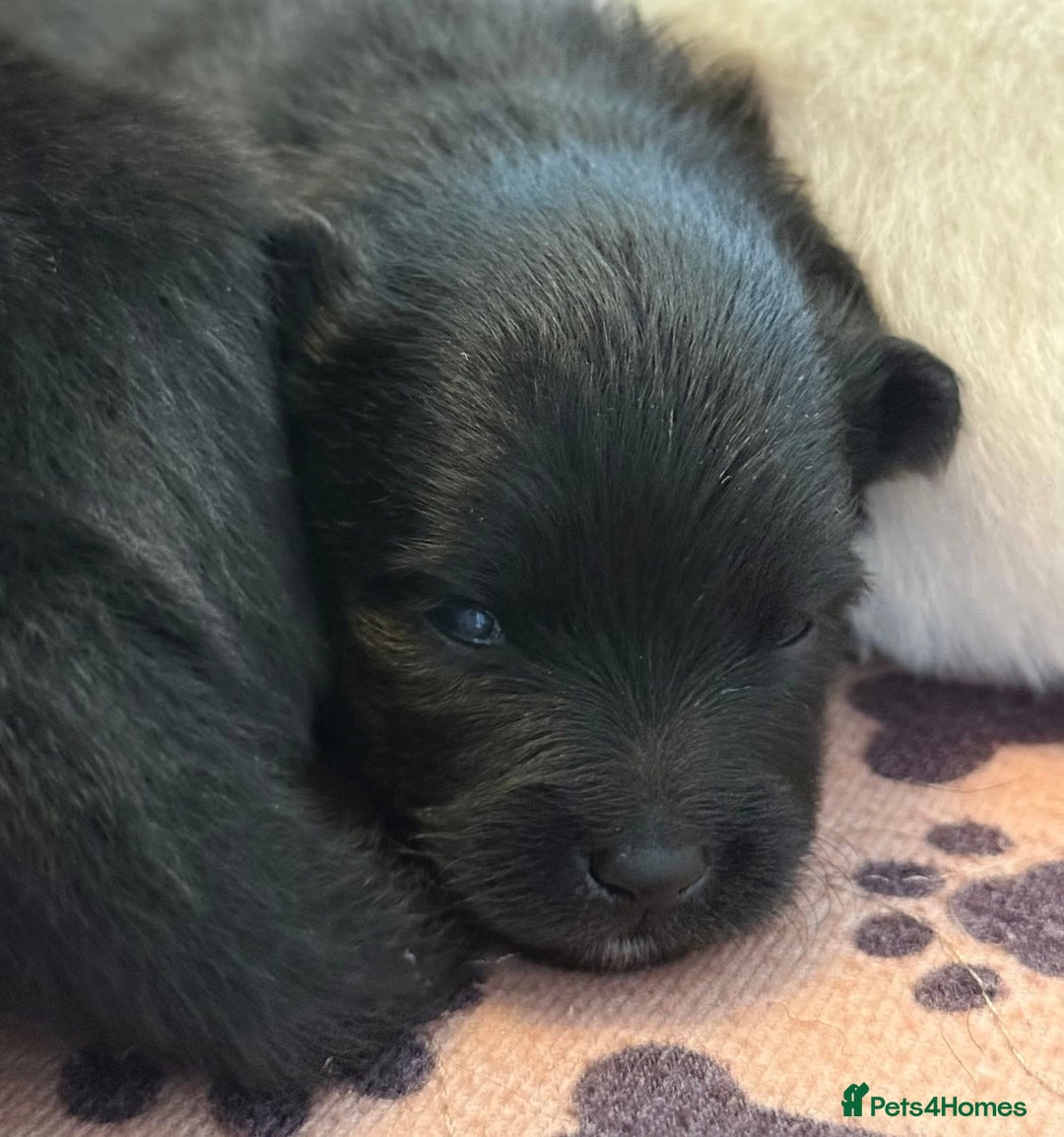 German Spitz dogs for sale: Black German Spitz Klein  - Image 2