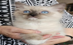 Ragdoll cats for sale: Ragdoll Kittens - Image 12