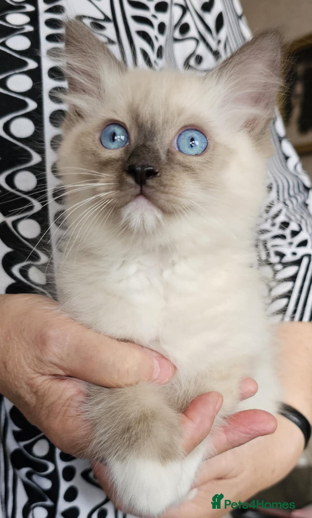 Ragdoll cats for sale: Ragdoll Kittens - Image 12