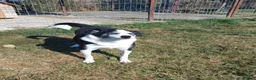 Mixed Breed dogs for adoption: Eric - Norwich Norfolk  - Advert 9