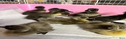 Ducks poultry for sale: Indian runner ducklings ducks crested  - Advert 4