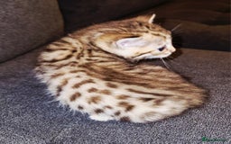 Bengal cats for sale: Absolutely Stunning Bengals  - Image 24