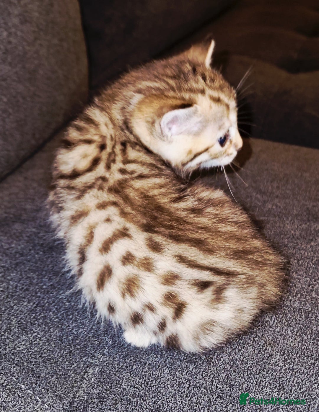 Bengal cats for sale: Absolutely Stunning Bengals  - Image 24