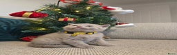 British Shorthair cats for sale:  🧶🐈‍⬛💫ADORABLE BSH KITTIES  💫🐈‍⬛🧶 - Advert 10