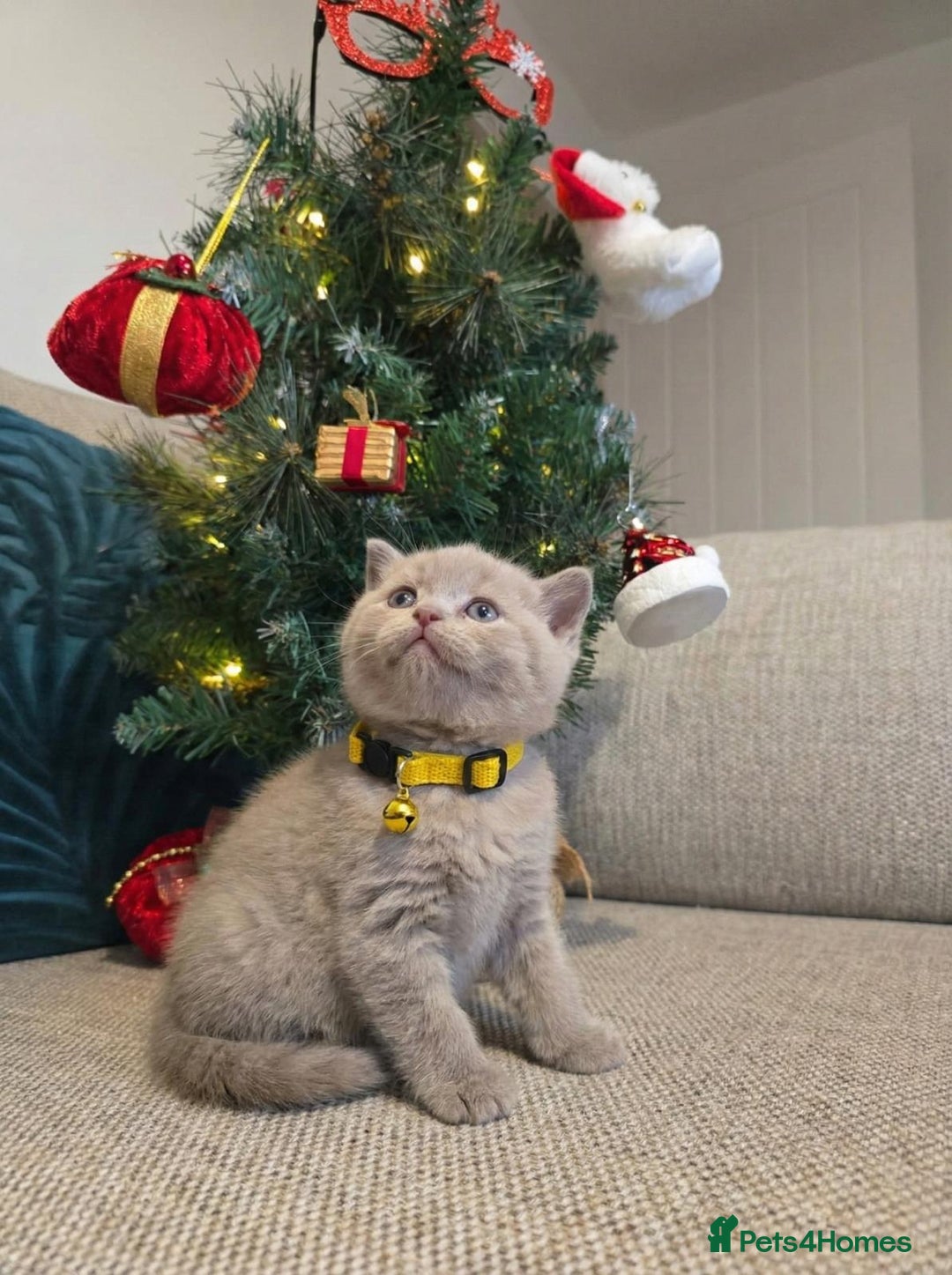 British Shorthair cats for sale:  🧶🐈‍⬛💫ADORABLE BSH KITTIES  💫🐈‍⬛🧶 - Advert 10