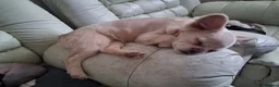 French Bulldog dogs for sale: Betty The Fluffy Frenchie  - Advert 4